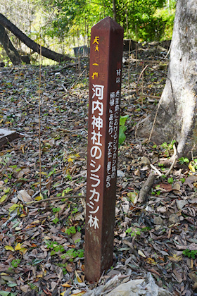 河内神社のシラカシ林標柱