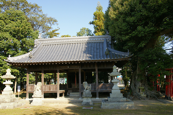 喜田大歳神社のツブラジイ
