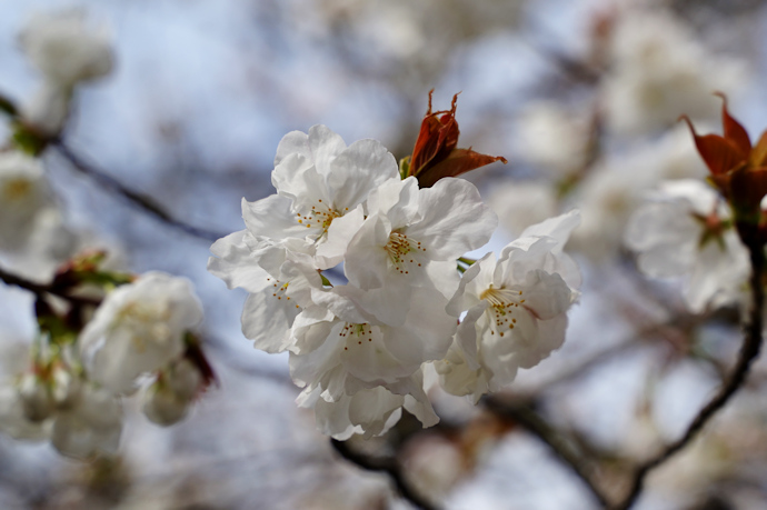 岡本桜