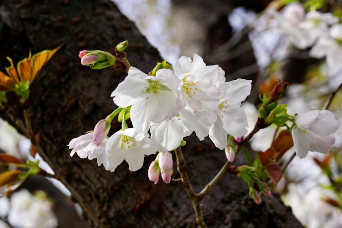 岡本桜