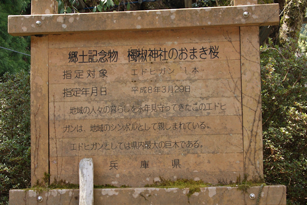 燭椒神社のおまき桜　説明板