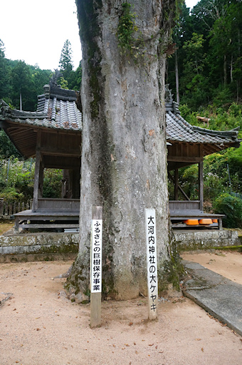 大河内神社の大ケヤキ