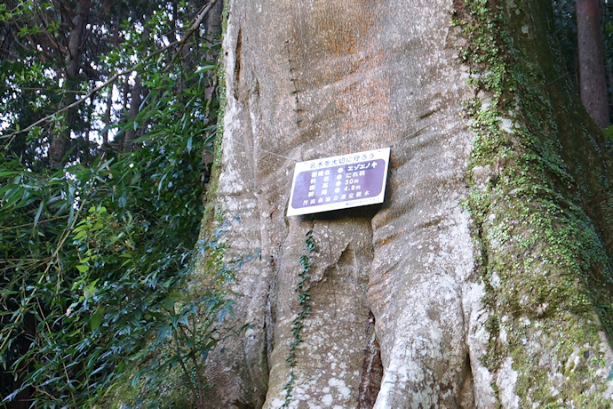 エゾエノキの樹名板