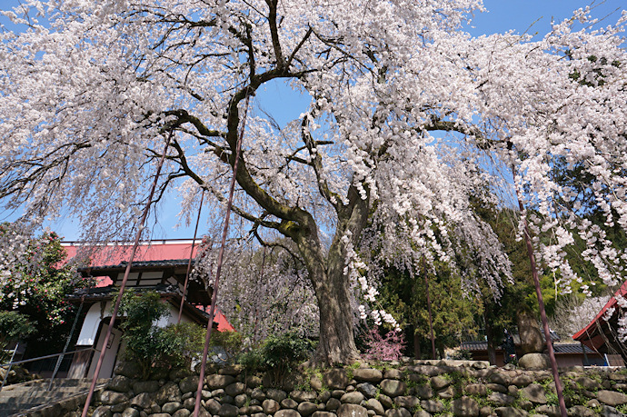 西方寺のしだれ桜