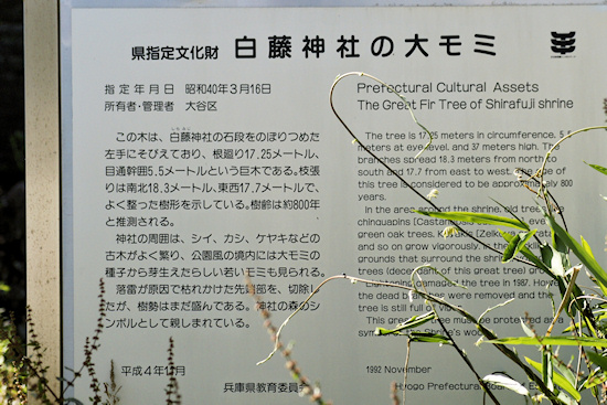 白藤神社の大モミ説明板