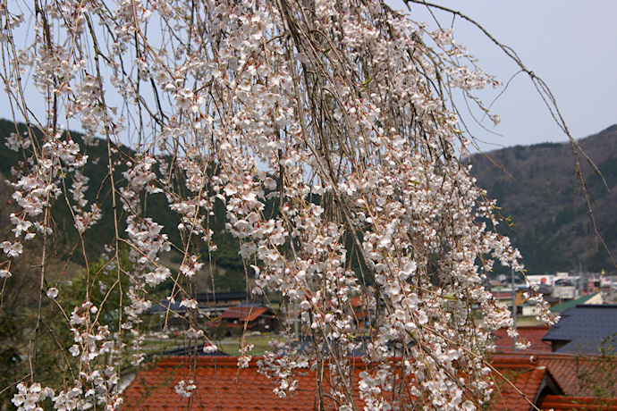 泰雲寺のしだれ桜