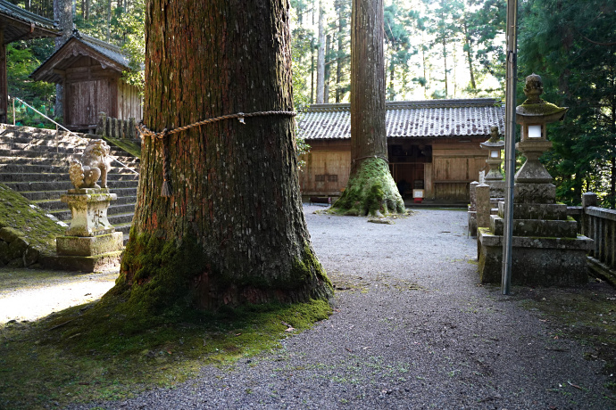 内尾神社のスギ