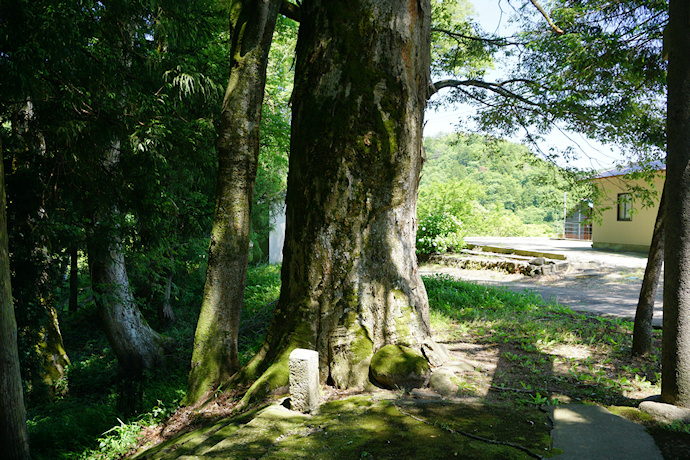山神社のケヤキ１