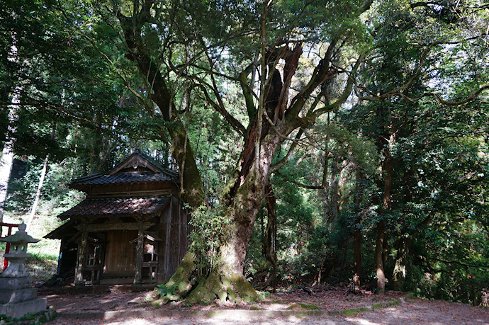 八坂神社のシラカシ