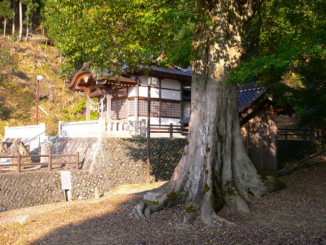 安川神社のムクノキ