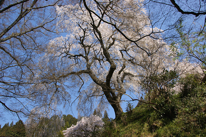 大照寺跡の枝垂桜