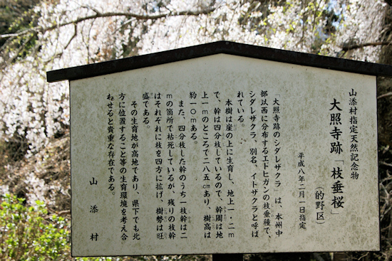 大照寺跡の枝垂桜　説明板
