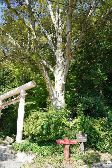 笛吹神社のイチイガシ林