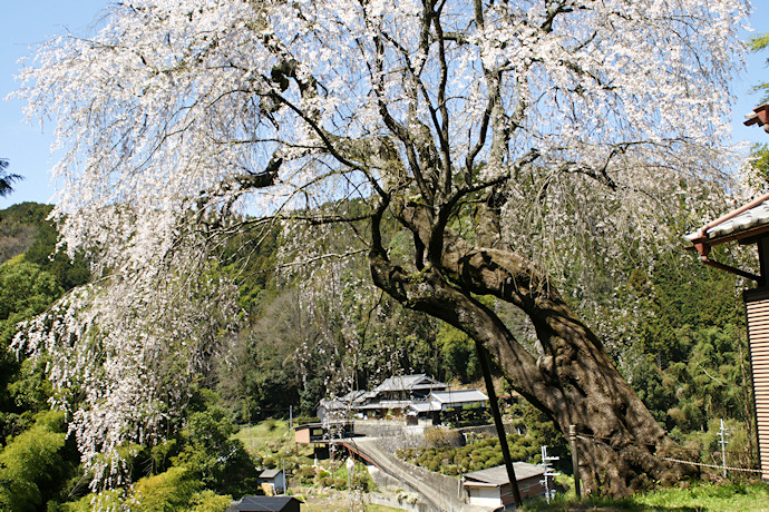 満願寺の八講桜