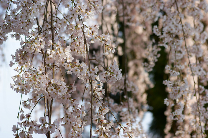 氷室神社の枝垂れ桜