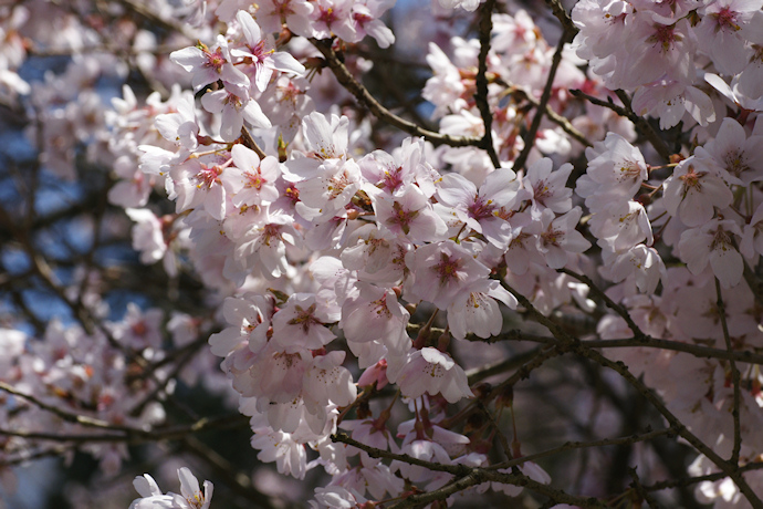 本善寺の懐いの桜