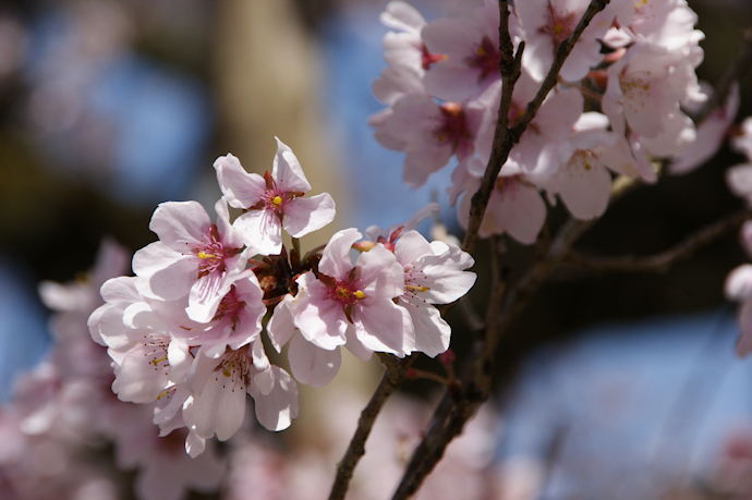本善寺の懐いの桜