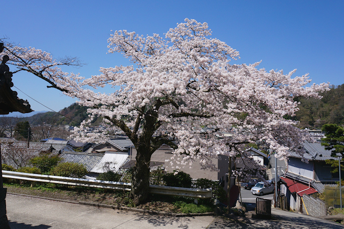 本善寺山門前の桜