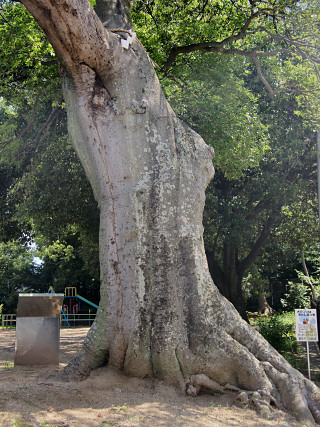 鹿島神社・エノキの巨樹