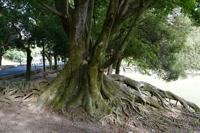 奈良公園荒池園地のエノキ