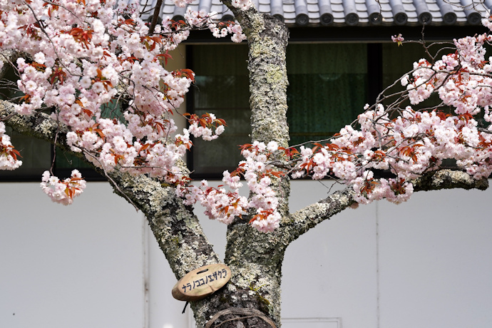 奈良九重桜（奈良国際フォーラム）