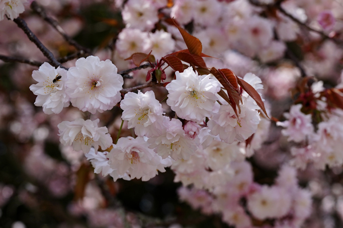 奈良九重桜