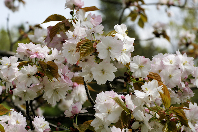 東大寺戒壇院前の奈良八重桜