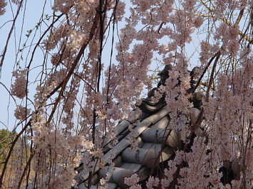 大野寺の枝垂れ桜
