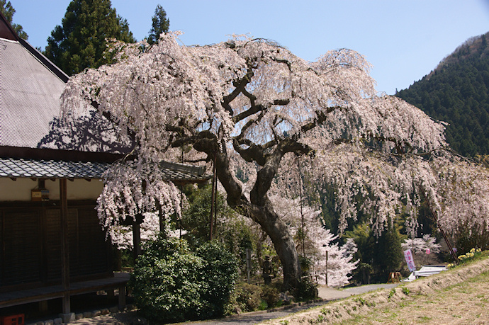 西光寺の城之山桜