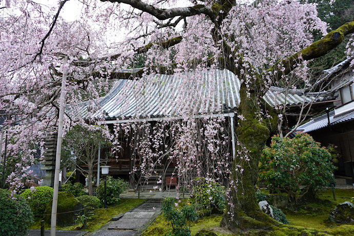 専称寺の枝垂れ桜