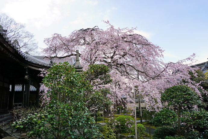 専称寺の枝垂れ桜