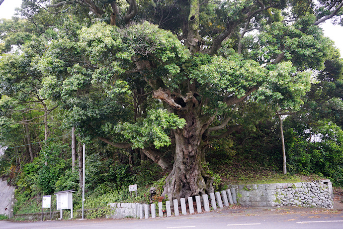 大泰寺のシイの老樹