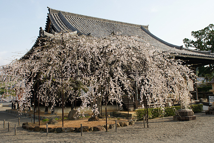 本堂前の枝垂れ桜
