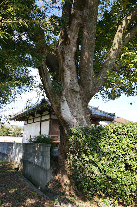 円光寺のムクノキ