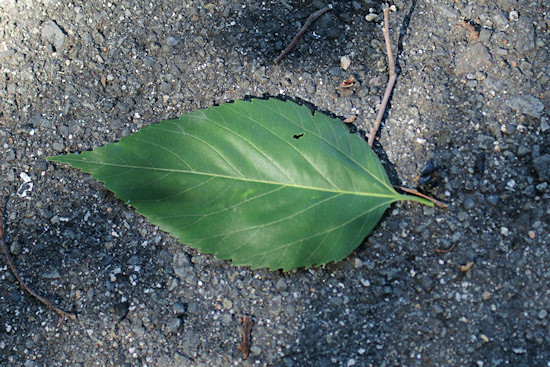 浄土寺のムクノキの葉