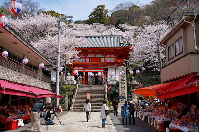 紀三井寺楼門前の桜