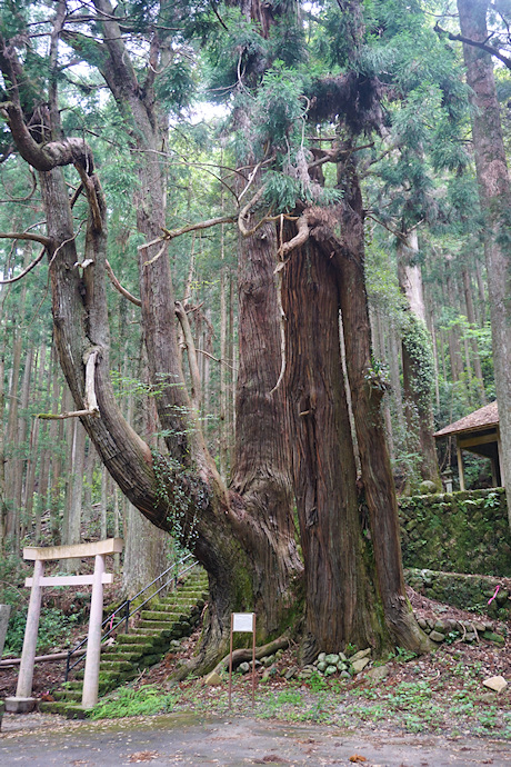 甲明神社の大杉