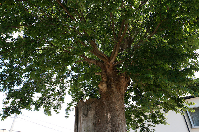正覚寺のムクの木