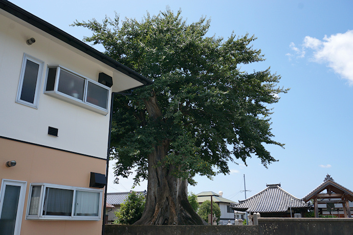 正覚寺のムクの木