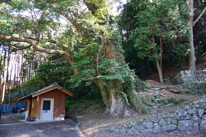 和深川王子神社のムクノキ