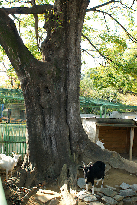 和歌山城動物園のムクノキ