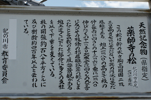 薬師寺の松　説明板