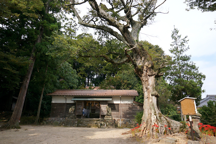 日吉神社の森