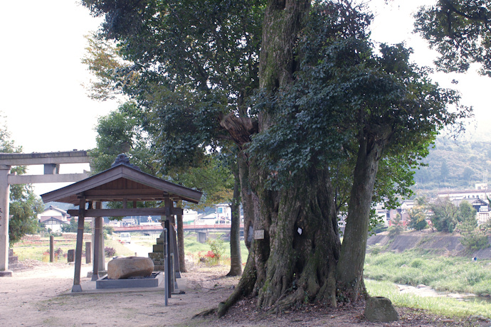 日吉神社の森（スダジイ