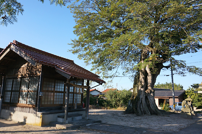 岸本神社のムクノキ