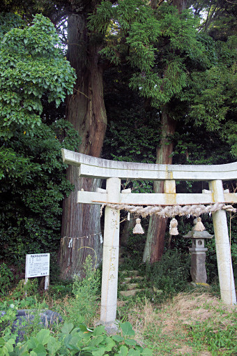 玉屋神社のスギ