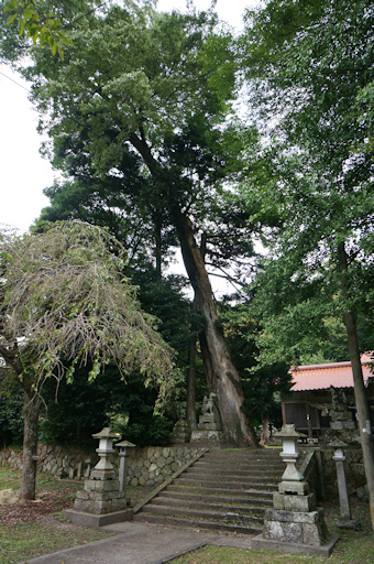 山長神社のムクノキ