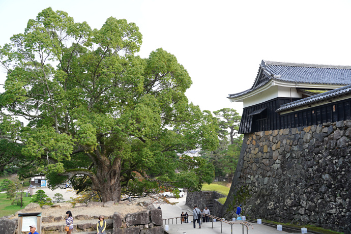 松江城のクスノキ