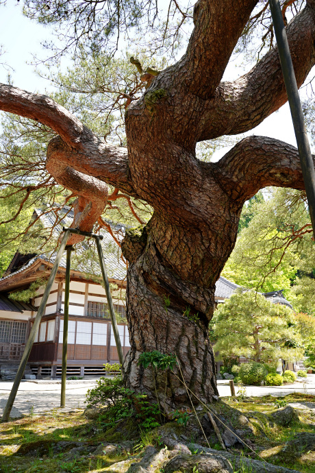 円通寺の寿の松