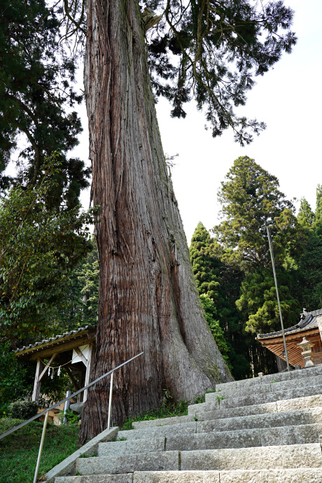 熊野神社の五本杉